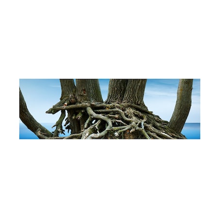 James McLoughlin 'Tree Panorama VII' Canvas Art, 16x47